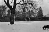 Looking across the huge lawns towards the side of Clermiston House, in the early-1960s