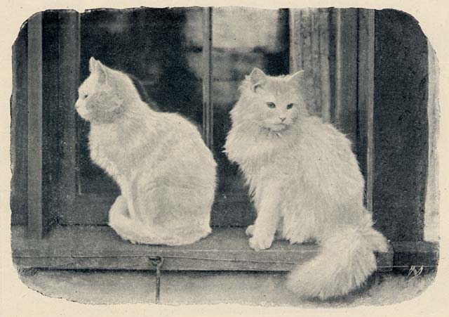 The Cats' Corner  -  Photograph by Charles Reid, published in The Practical Photographer, 1895