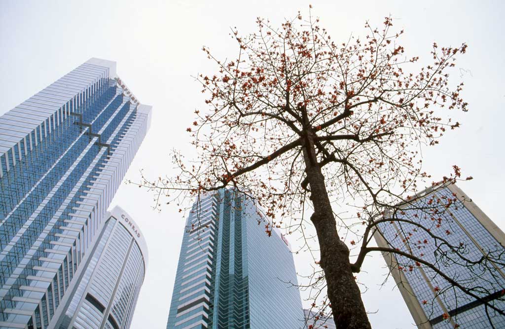 My Photographs  -  Hong Kong  -  Tree in the City