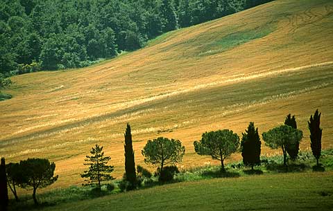 Tuscany Trees  -  No 1