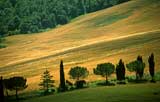 Tuscany  -  Trees - No 1