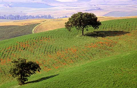 Tuscany Trees  -  No 2