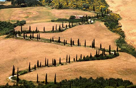 Tuscany Trees  -  No 3