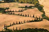 Tuscany  -  Trees - No 3