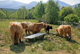 Highland Cattle  -  by the Caledonian Canal, near Fort Willliam