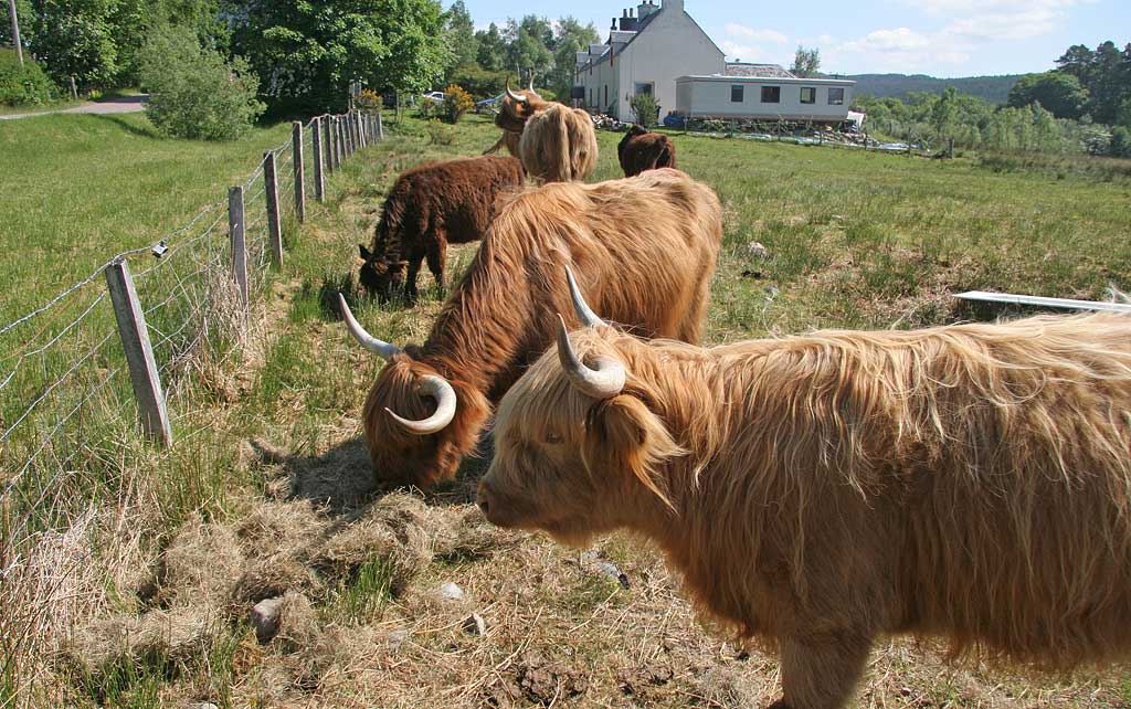 Highland Cattle  -  Durinish, near Kyle of Lochalsh