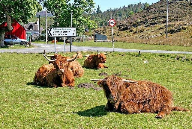 Highland Cattle  -  Durinish, near Skye