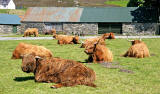 Highland Cattle  -  at Durinish, near Kyle of Lochalsh