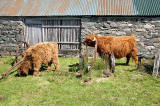 Highland Cattle  -  at Durinish, near Kyle of Lochalsh