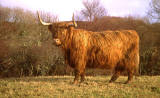 Highland Cow  -  at Durinish, near Kyle of Lochalsh