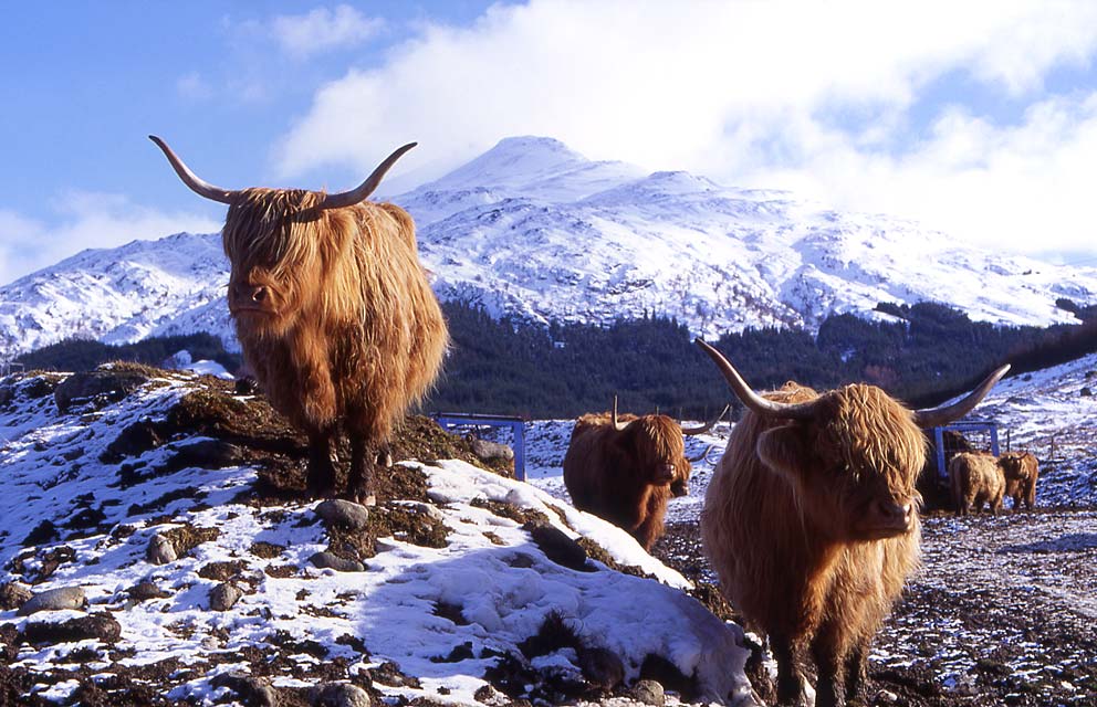 Highland Cows in the Scottish Highlands