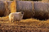 Sheep in East Lothian