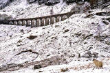 Sheep  -  Glenogle Viaduct, Stirlingshire