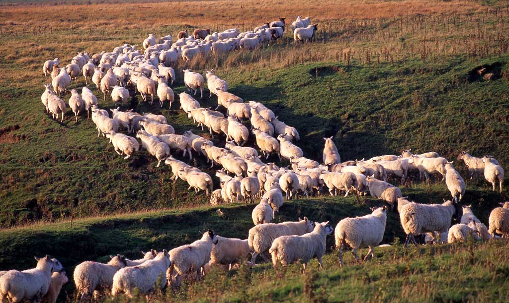 Sheep near Temple, Midlothian
