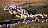 Sheep in Scotland - Midlothian