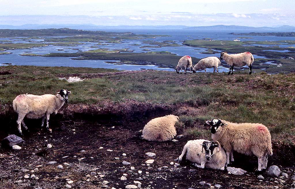 Sheep on North Uist, Outer Hebrides