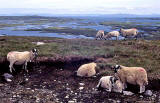Sheep on North Uist, Outer Hebrides