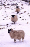 Sheep  -  somewhere in Perthshire or Sterlingshire