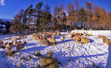 Sheep in Scotland - Stirlingshire