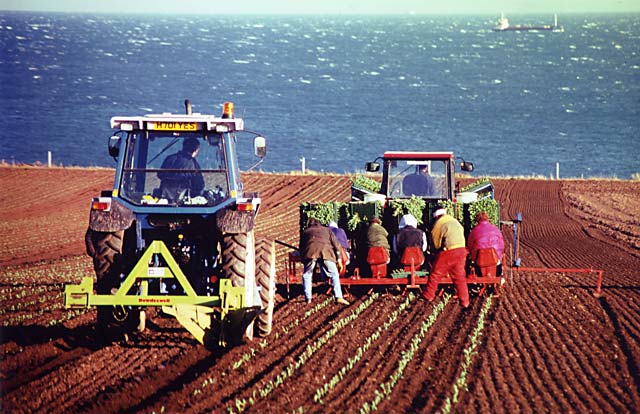 Planting Broccoli at Elie, East Neuk of Fife