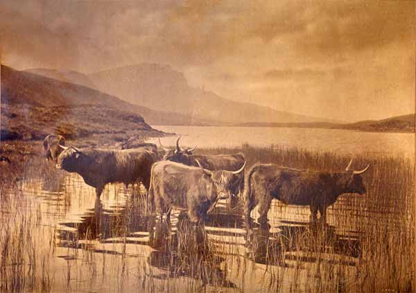 Photograph by Charles Reid - Highland Cattle on Skye