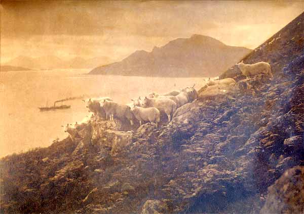 Photograph by Charles Reid - Sheep on Skye