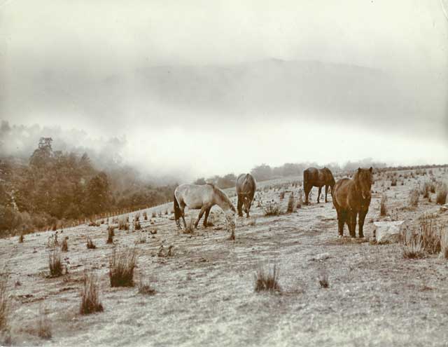 Photograph from the family of Horatio Ross  - Mist and Dew on the Hill Tops