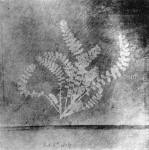 Shadowgraph of a leaf fern produced by Talbot in 1836