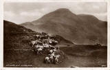 Post card by J B White of Dundee  -  Photographer probably R A Rayner  -  Sheep on Arthur's Seat, Queen's Park, Edinburgh
