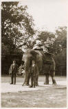 Jerome postcard  -  Date not known  -  Elephant