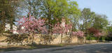 Cherry Blossom in Braid Avenue, Morningside