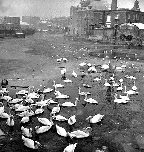 Coalhill, Leith  -  Swans  on the Water of Leith -  When was this photo taken?