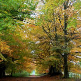 The Driveway to Arniston House  -  October 2010