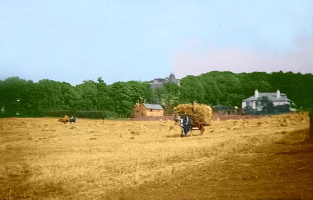Hay Cart on Buttercup Dairy Poultry Farm - 1955