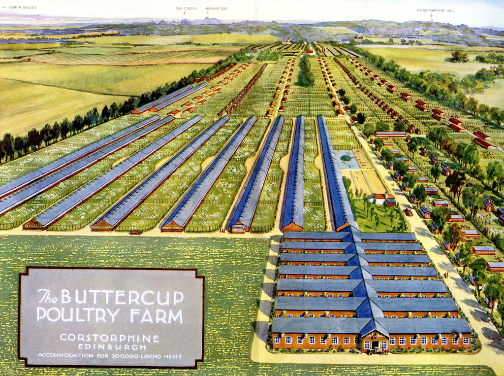 Poster showing the layout of Buttercup Poultry Farm at Clermiston, Edinburgh, around 1928