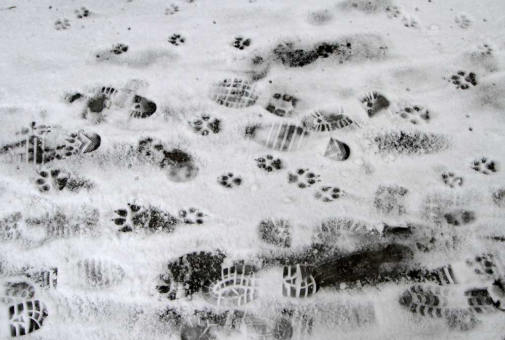 Footprints on the footpath beside the Water of Leith betwen Dean and Stockbridge  -  December 2010