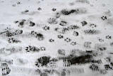 Footprints on the footpath beside the Water of Leith betwen Dean and Stockbridge  -  December 2010