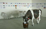 Preparing for Edinburgh Cow Parade  -  2006