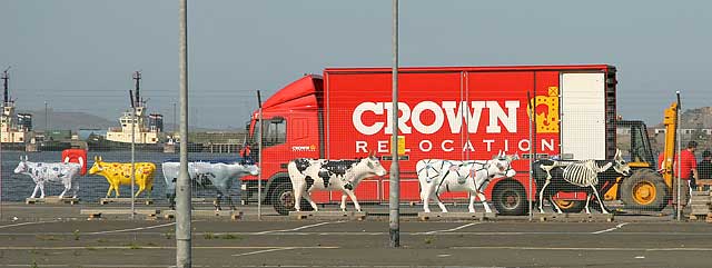 Ready for transport to Edinburgh Cow Parade  -  2006