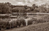 Figgate Pond, Portobello - September 2009