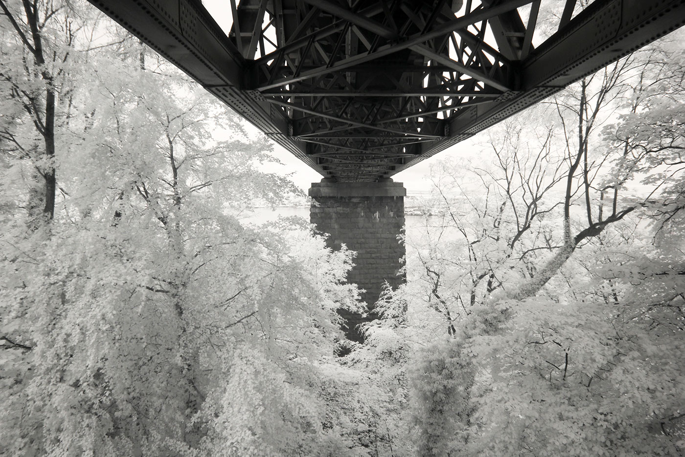 Infra-red Photo  -  The Forth Bridge  -  June 2014