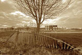 Fence and Tree at Greendykes - Homes in the background being demolished - 2011