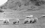 Sheep in Holyrood Park  -  photograph taken by Wullie Croal