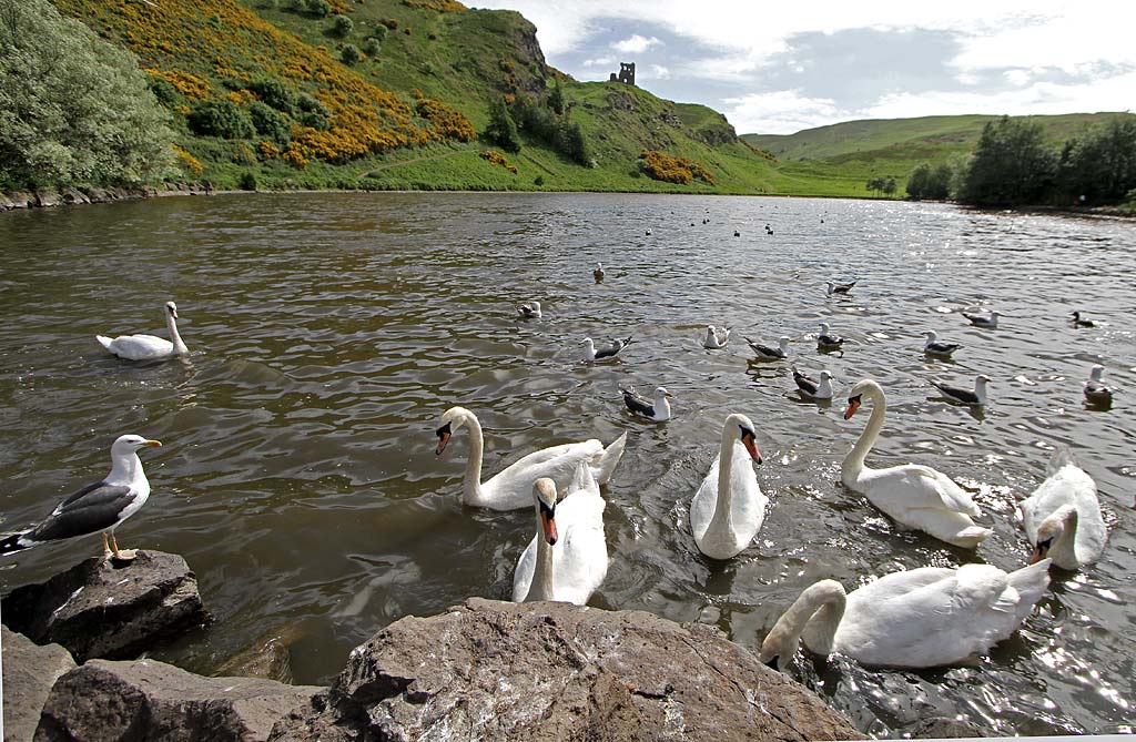 Photo taken at St Margaret's Loch, Holyrood Park - June 2010