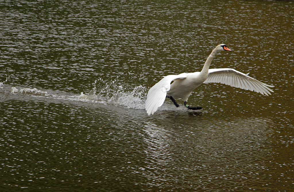 Swan landing on St Margaret's Loch, Holyrood Park, Edinburgh