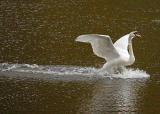 Swan landing on St Margaret's Loch, Holyrood Park, Edinburgh