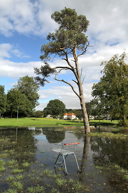 Scots Pine Tree in the flooded area  -  5 September 2012