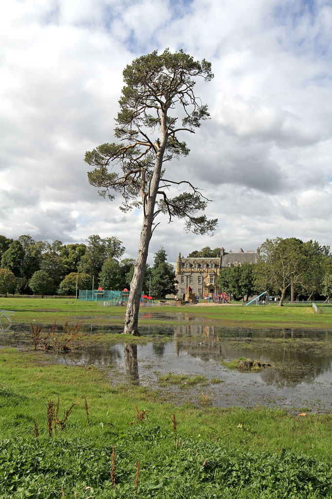 Scots Pine Tree in the middle of the flooded area at Inch Park