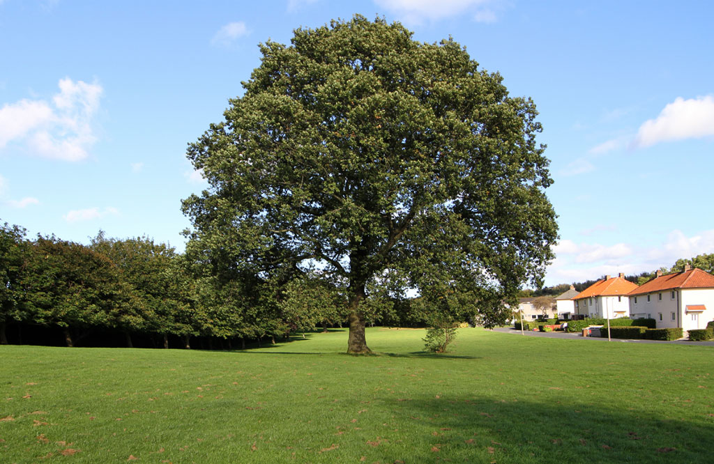 Oak Tree in Inch Park, near the west end of Glenallan Drive  -  September 19, 2012
