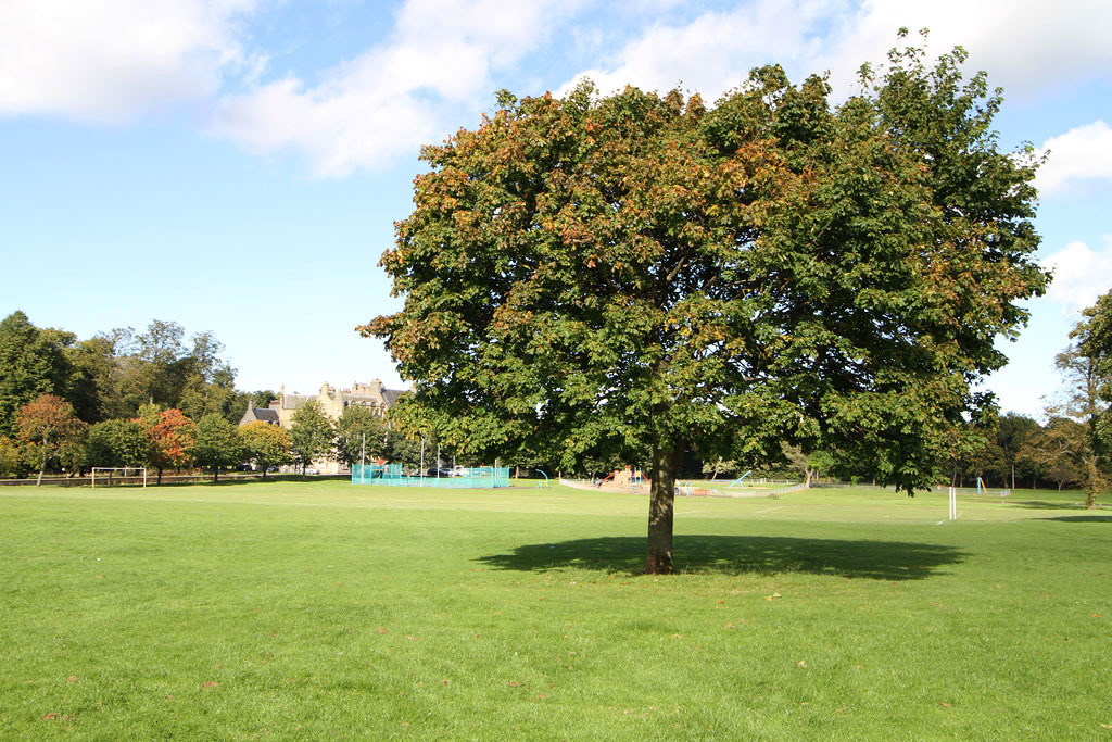 Sycamore Tree near the NW corner of Inch Park  -  5 September 2012